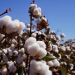 ampa-alerta-para-pressao-de-“mela”-nas-lavouras-de-algodao