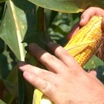 mesmo-com-“mais-sol”,-plantio-do-milho-esta-atrasado-em-mato-grosso