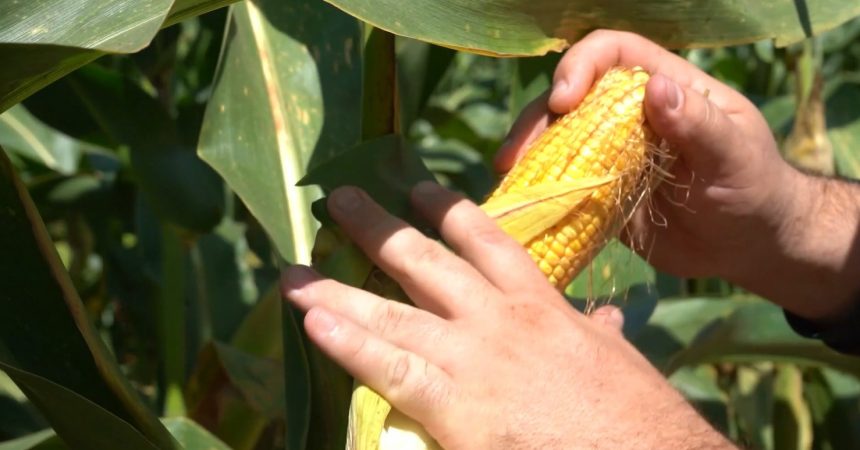 mesmo-com-“mais-sol”,-plantio-do-milho-esta-atrasado-em-mato-grosso