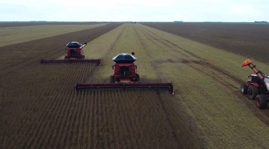 regiao-sudeste-e-a-mais-atrasada-na-colheita-da-soja-em-mato-grosso