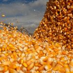 egito-assume-vice-lideranca-das-exportacoes-de-mato-grosso-e-compras-somam-us$-1,3-bilhao