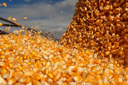 egito-assume-vice-lideranca-das-exportacoes-de-mato-grosso-e-compras-somam-us$-1,3-bilhao