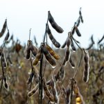 Excesso de chuvas em Mato Grosso gera prejuízos na colheita da soja e afeta a janela de plantio do milho safrinha em todo o estado.