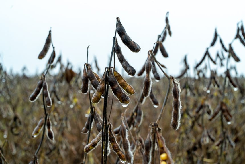 Excesso de chuvas em Mato Grosso gera prejuízos na colheita da soja e afeta a janela de plantio do milho safrinha em todo o estado.