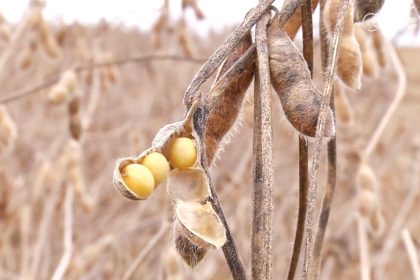 imea-eleva-para-51,4-milhoes-de-toneladas-projecao-para-a-soja-em-mato-grosso