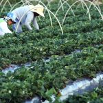 canal-gov-destaca-agricultura-familiar-no-novo-programa-campo-da-gente
