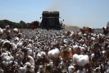 algodao-em-mato-grosso-registra-recuo-na-distancia-de-venda-com-as-medias-historicas