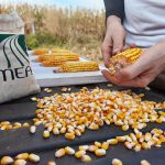 preco-da-ureia-sobe-30%-com-conflito-no-oriente-medio-e-ameaca-safra-2026/27-em-mt