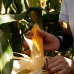 comercializacao-de-milho-avanca,-mas-segue-atrasada-ante-a-media-em-mato-grosso