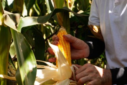 comercializacao-de-milho-avanca,-mas-segue-atrasada-ante-a-media-em-mato-grosso