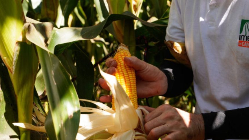 comercializacao-de-milho-avanca,-mas-segue-atrasada-ante-a-media-em-mato-grosso
