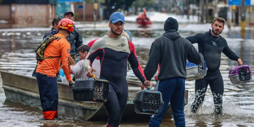 lei-cria-politica-de-acolhimento-para-animais-resgatados-em-desastres