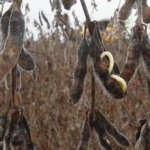 chuvas,-estradas-precarias-e-filas-nos-portos-pressionam-produtores-de-soja-em-mato-grosso