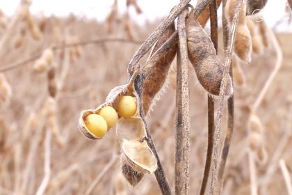 mato-grosso-registra-um-novo-recorde-nas-exportacoes-de-soja