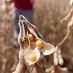 conflito-no-oriente-medio-ameaca-custo-de-fertilizantes-para-a-safra-26/27-em-mato-grosso