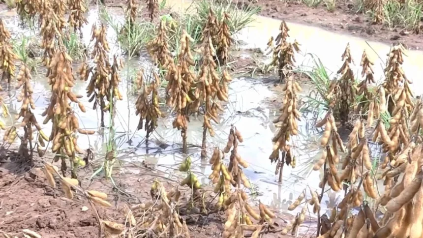 O atraso na colheita da soja no norte de MT força produtores a reduzirem em 20% a área de milho devido ao excesso de chuvas e solo encharcado.
