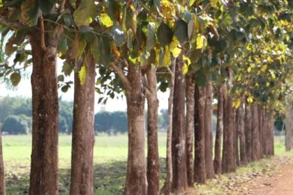 Com 100 mil hectares cultivados, o Brasil se tornou o maior exportador mundial de teca plantada, tendo a Índia como principal destino.