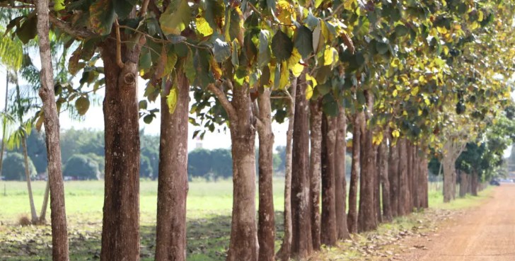 Com 100 mil hectares cultivados, o Brasil se tornou o maior exportador mundial de teca plantada, tendo a Índia como principal destino.