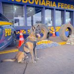 A PRF realizou uma grande apreensão de drogas em Rondonópolis, localizando 65 kg de entorpecentes em pneus com apoio de cão farejador.