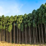 Mato Grosso estabelece cronograma do Plano de Desenvolvimento de florestas plantadas para atrair investimentos e garantir segurança jurídica.