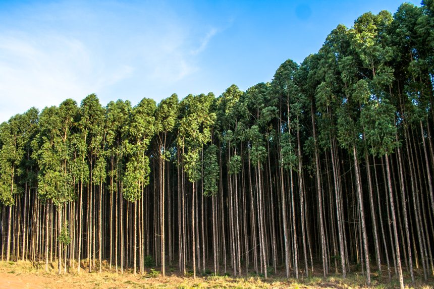 Mato Grosso estabelece cronograma do Plano de Desenvolvimento de florestas plantadas para atrair investimentos e garantir segurança jurídica.