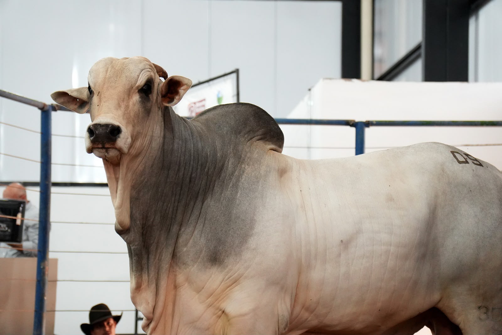 Exposul 2024: Seis leilões movimentam milhões em Rondonópolis de 3 a 9 de agosto