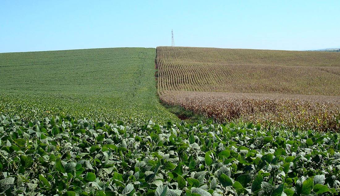 Chuvas intensas ameaçam safras no Sul; Mato Grosso permanece seco