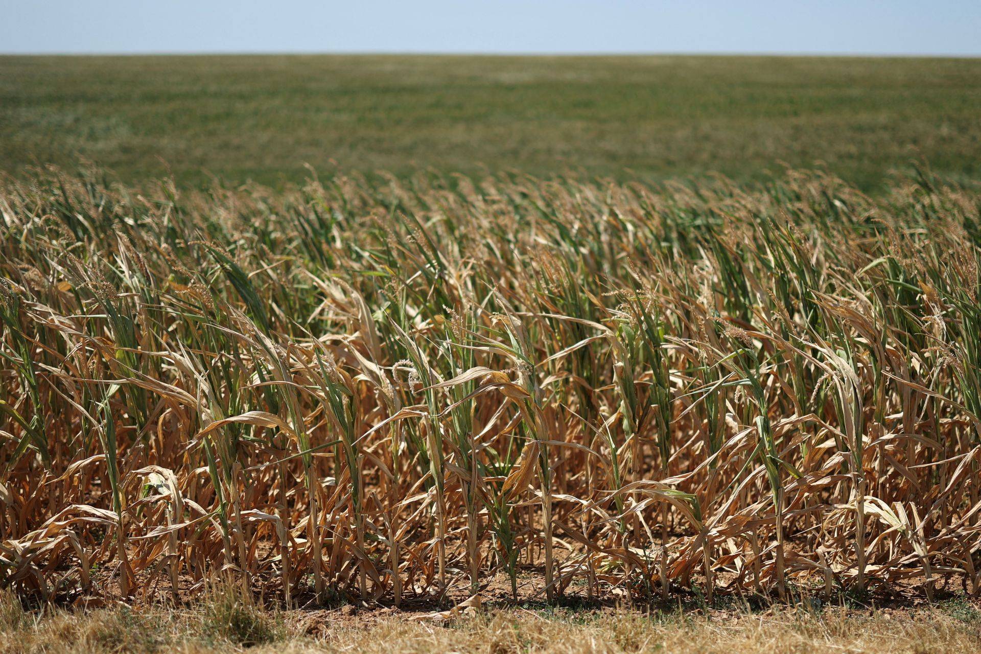 Onda de calor reduz safra europeia de grãos e abre oportunidades para Brasil