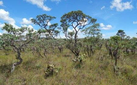 Cerrado perde 13,9 milhões de hectares de vegetação próximo a rios