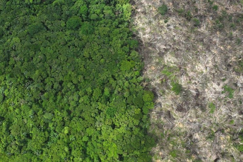 Amazônia registra menor desmatamento da história em 2025