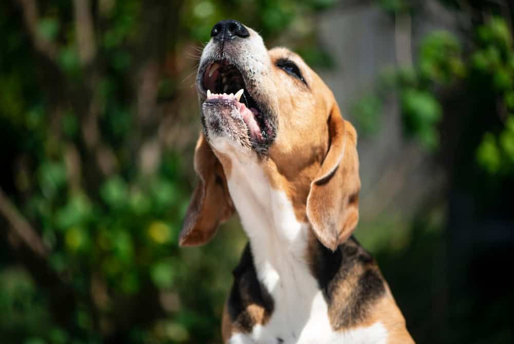 IA pode auxiliar na compreensão da comunicação canina