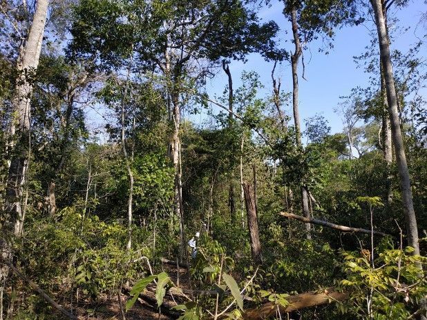 Estudo revela fragmentação acelerada da vegetação nativa brasileira em 38 anos